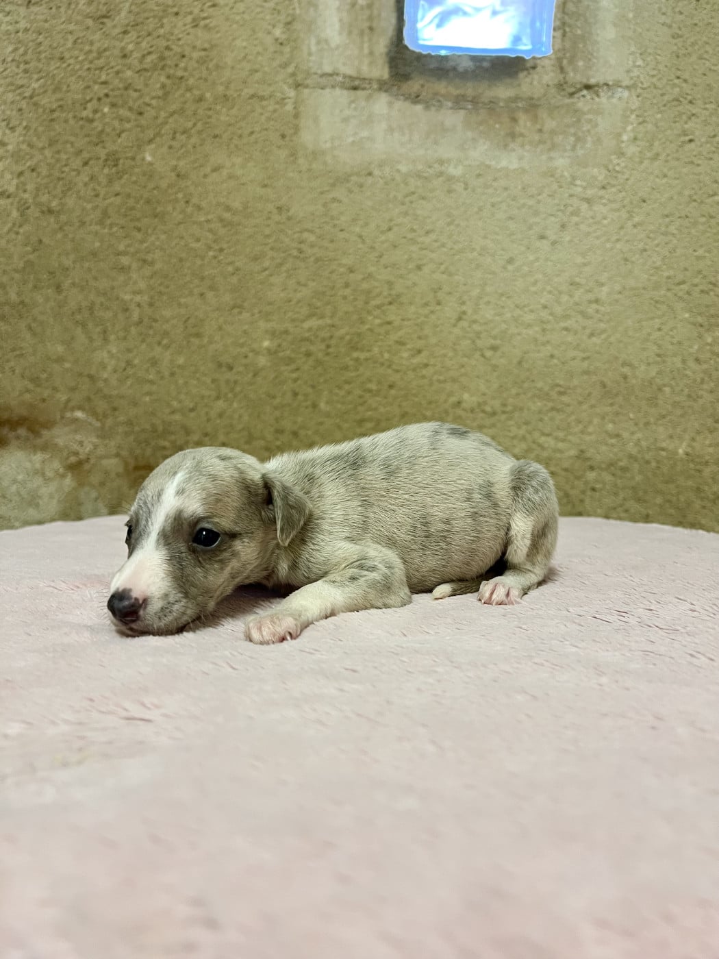 Chiot N°9 - Whippet