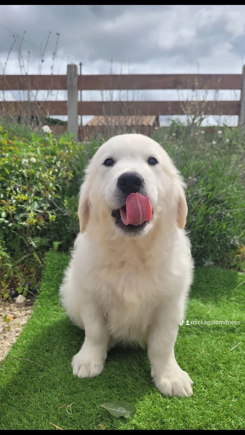Chiot N°5 - Golden Retriever