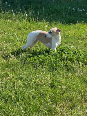 Les chiots de Whippet