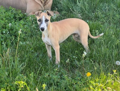 Les chiots de Whippet