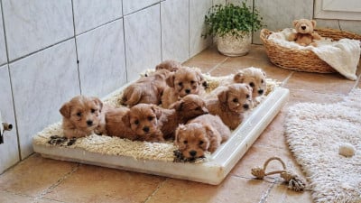 Chiot N°2 - Bichon Havanais