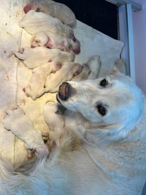 Chiot N°5 - Golden Retriever