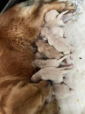 Les chiots de Golden Retriever