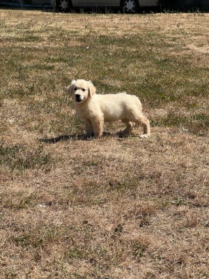 Les chiots de Golden Retriever