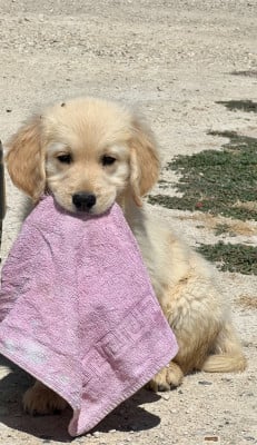 Les chiots de Golden Retriever
