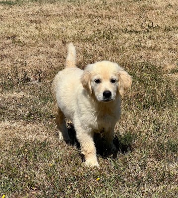 Les chiots de Golden Retriever