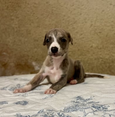 Les chiots de Whippet