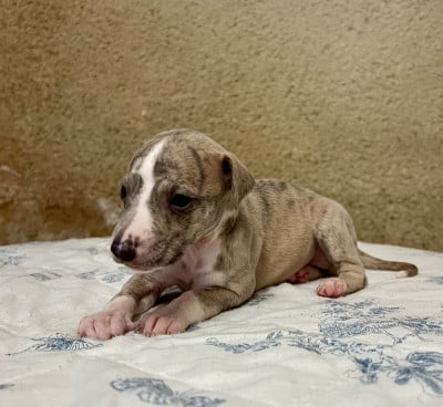 Les chiots de Whippet