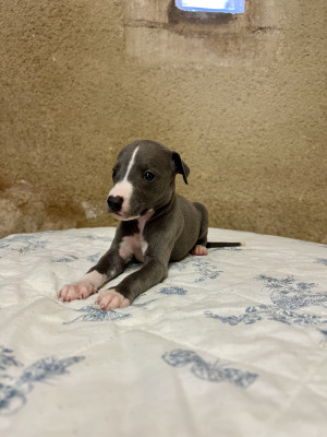 Les chiots de Whippet