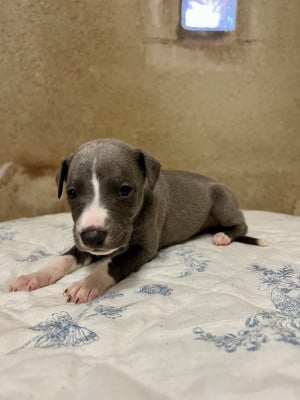 Les chiots de Whippet