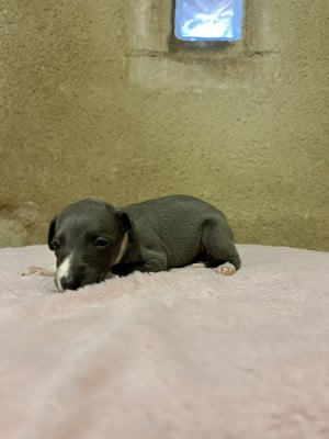 Les chiots de Whippet