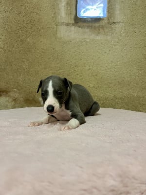 Les chiots de Whippet