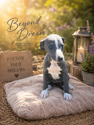 Les chiots de Whippet