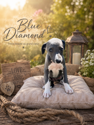 Les chiots de Whippet