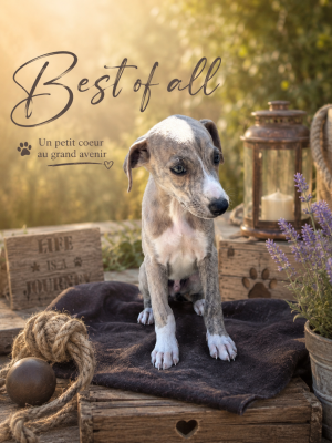 Les chiots de Whippet