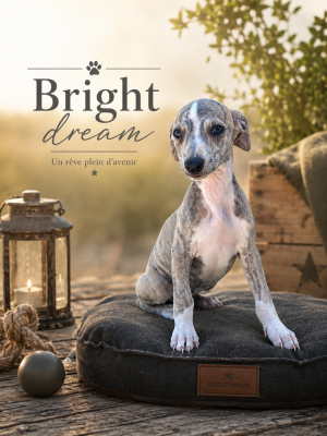 Les chiots de Whippet