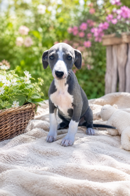 Les chiots de Whippet