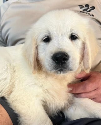 Les chiots de Golden Retriever