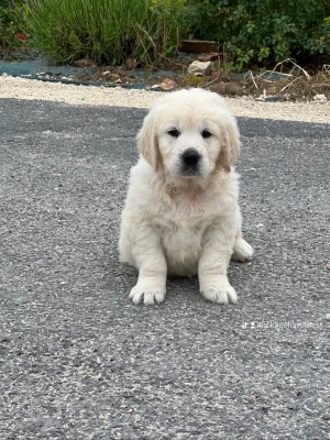 Les chiots de Golden Retriever