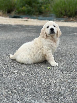 Les chiots de Golden Retriever
