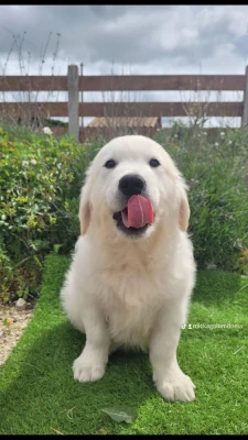 Les chiots de Golden Retriever