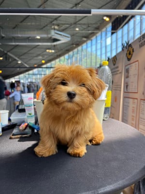 Chiot N°1 - Bichon Havanais