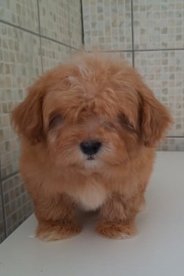 Chiot N°3 - Bichon Havanais