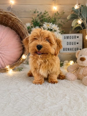 Chiot N°4 - Bichon Havanais