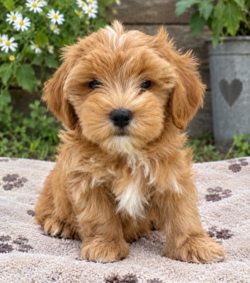 Chiot N°5 - Bichon Havanais