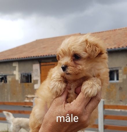 CHIOT - Bichon Havanais