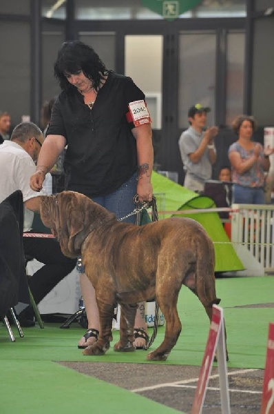 Ideon mastino delle correnti - 2 eme excellent classe intermédiaire