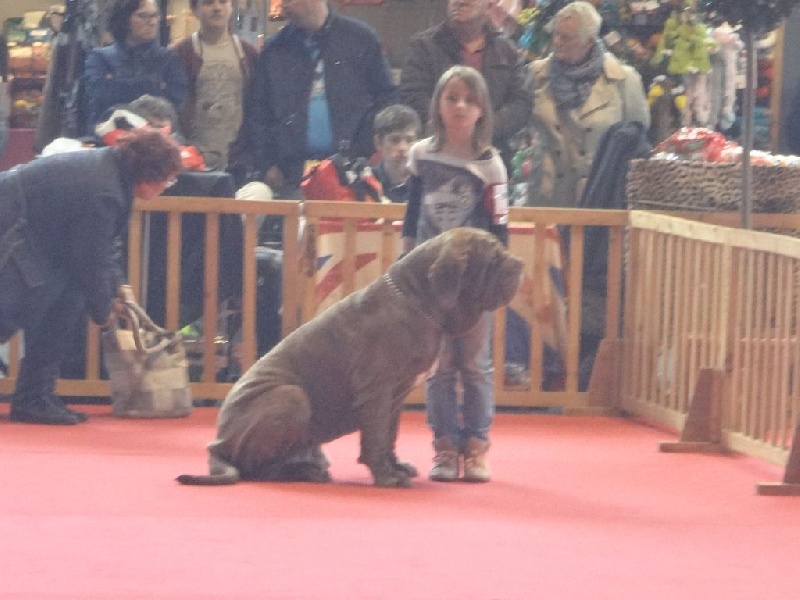 Ideon mastino delle correnti - 1 er excellent / RCACS / RCACIB