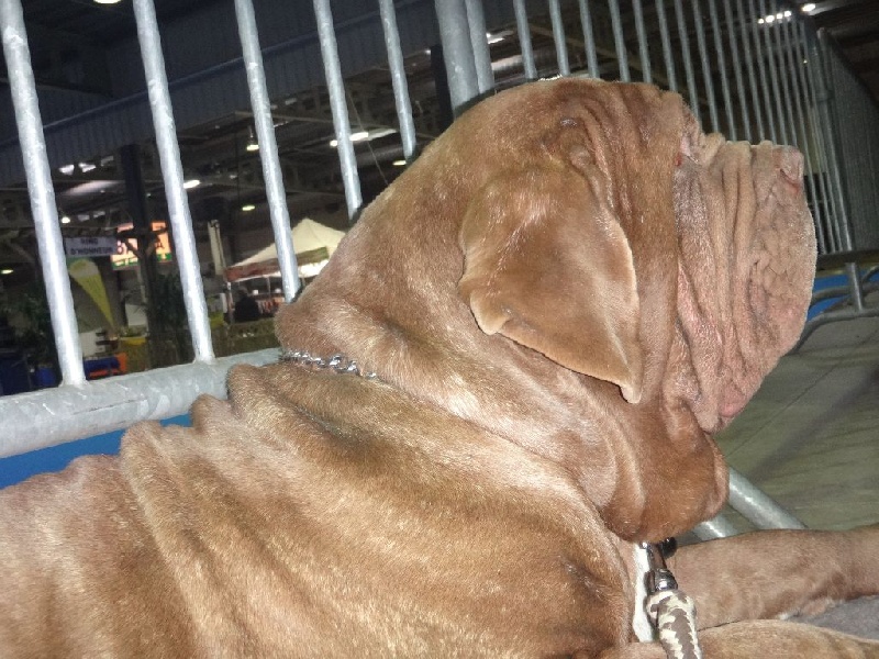 Ideon mastino delle correnti - tres bon