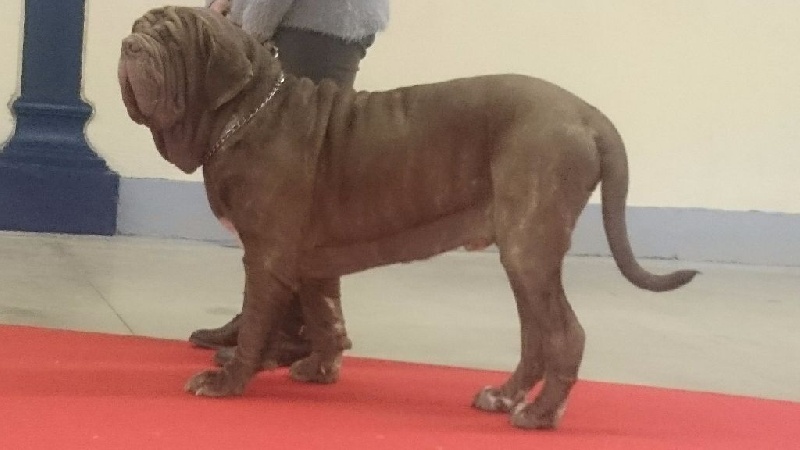 Ideon mastino delle correnti - 1 er excellent CACS RCACIB