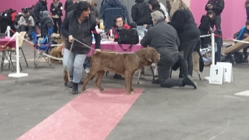Ideon mastino delle correnti - 1 er excellent / CACS / CACIB