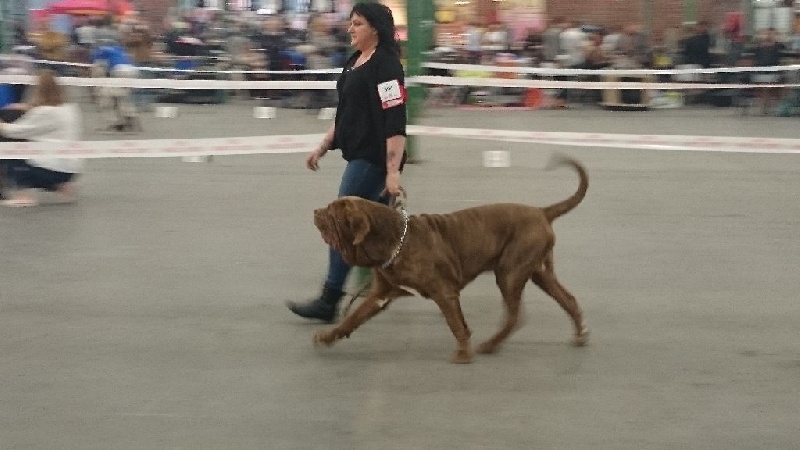 Ideon mastino delle correnti - 1 er excellent / RCACS