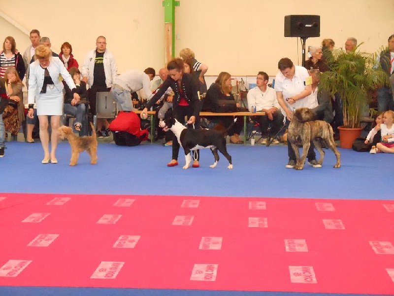 Heiretagi dou souleia lou prouvencaou at Rowenagain - Meilleur jeune de race