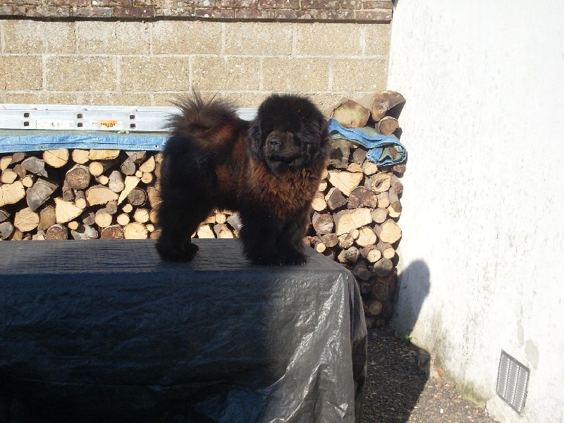 Publication : La Chaumière