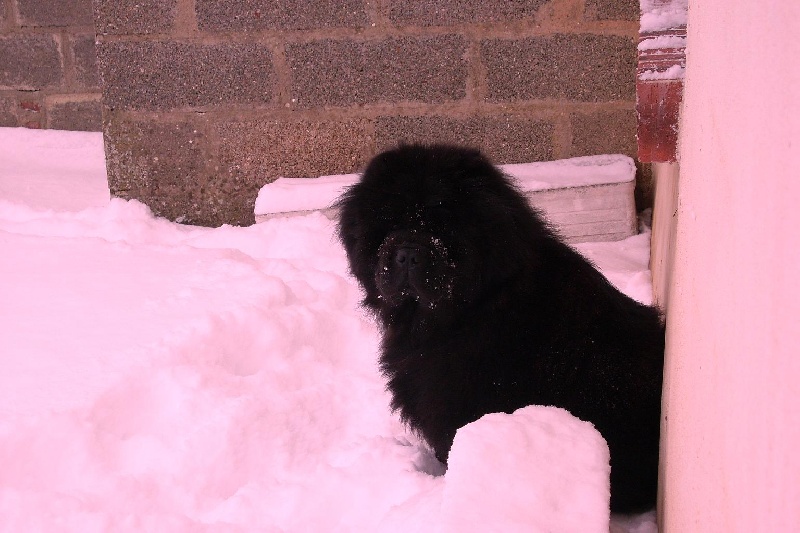 Publication : La Chaumière