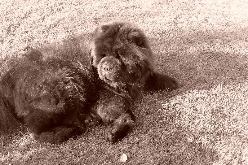 Publication : La Chaumière