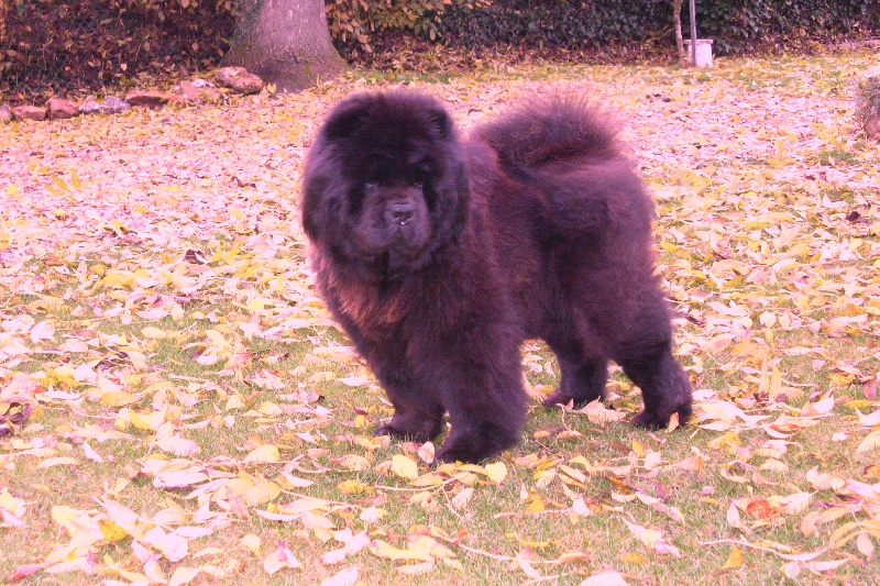 Publication : La Chaumière