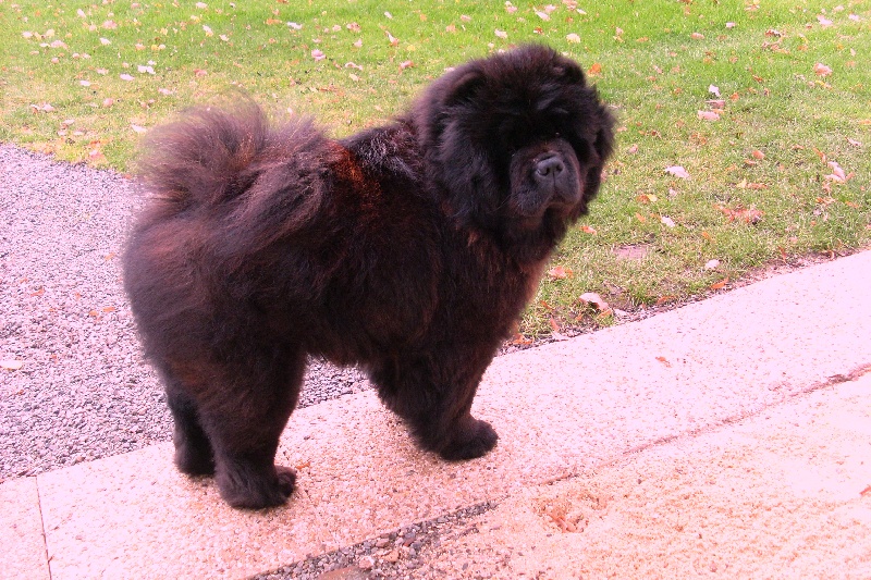 Publication : La Chaumière