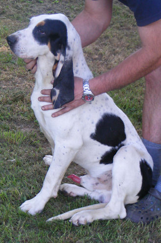 Publication : Du Bois Des Gassimauds Auteur : Benjamin GUILLAUME