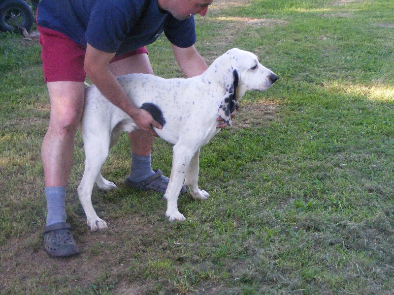 Publication : Du Bois Des Gassimauds Auteur : Benjamin GUILLAUME