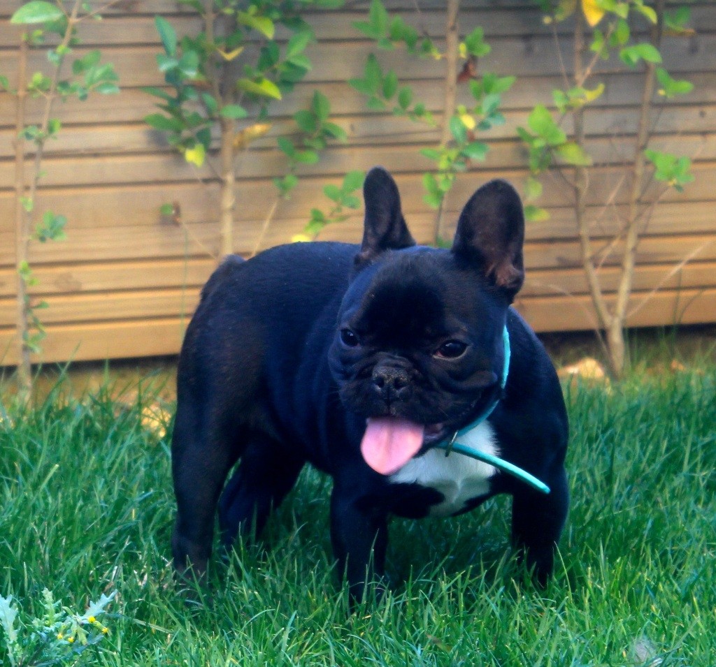 Publication : Des P'tites Fées Mélusine