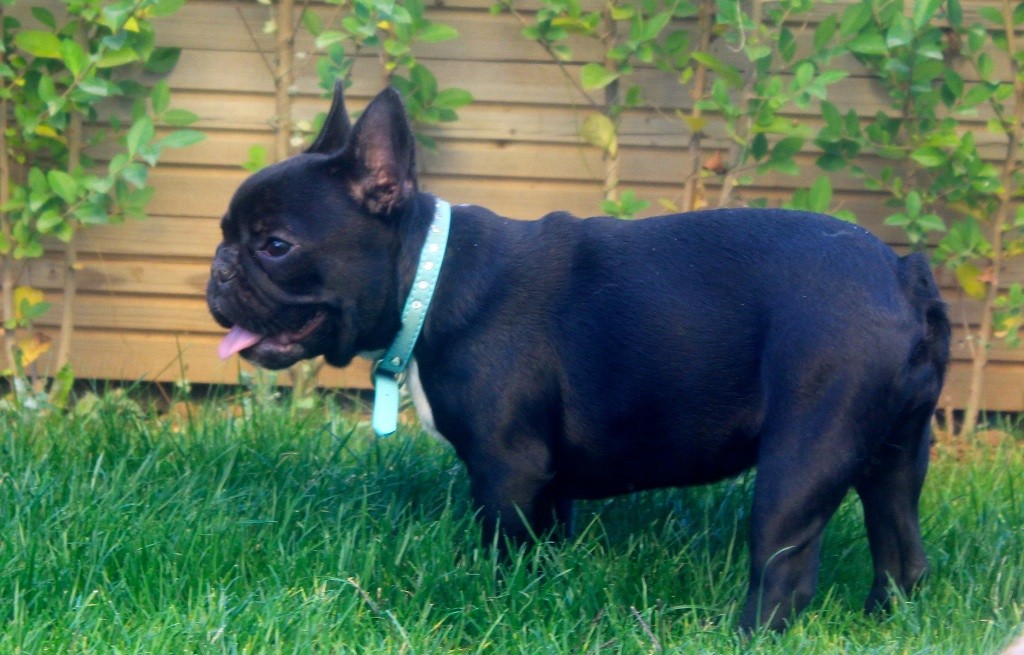 Publication : Des P'tites Fées Mélusine