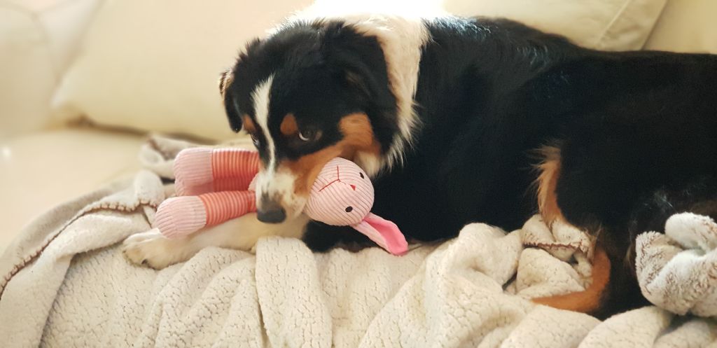 Publication : Dark Secret Garden Auteur : Camille bouchand / alessi righet