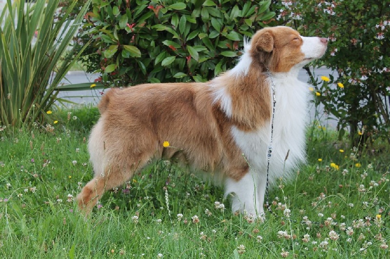 Garret sweet eyes du Chemin de la Lune aux Reves