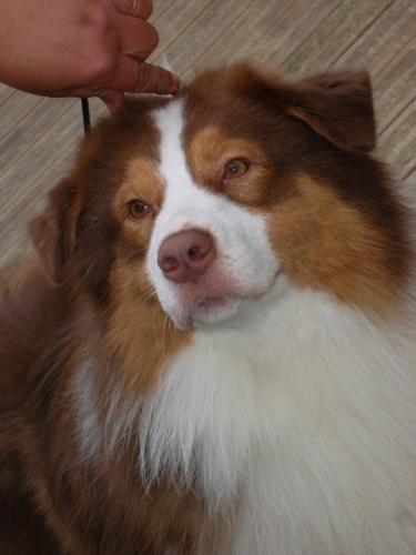 Garret sweet eyes du Chemin de la Lune aux Reves