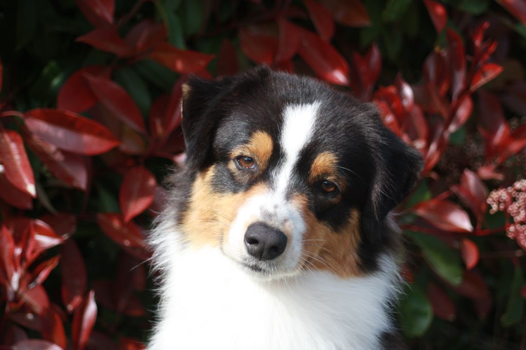 Publication : Dark Secret Garden Auteur : Camille bouchand / alessi righet